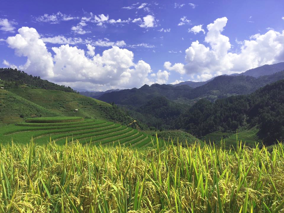 Hiện, lúa ở các khu vực này đang chín dần, xen kẽ là một số khu vực vẫn còn màu xanh hoặc đang ương ương chuẩn bị chín.